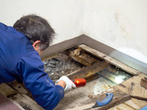Best Office Mold Removal Services  in Forest Meadows, CA