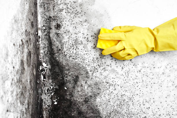 Certified Mold Removal in Forest Meadows, CA