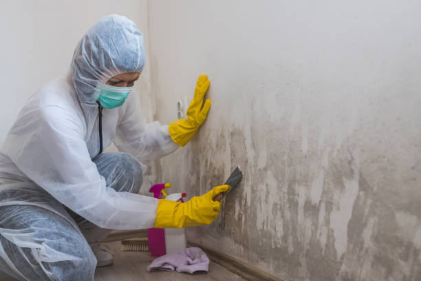 Best Residential Mold Removal  in Forest Meadows, CA