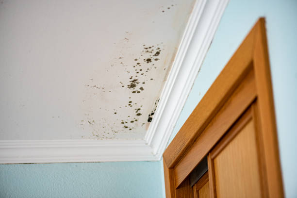 Forest Meadows, CA Mold Removal Company