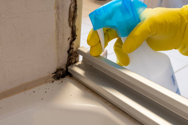 Best Affordable Mold Removal  in Forest Meadows, CA