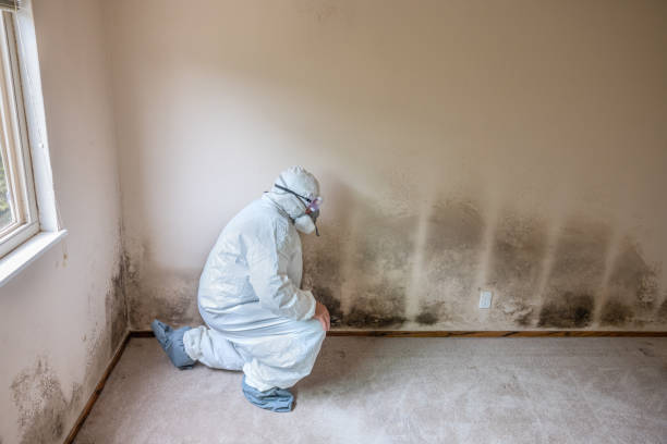 Best Professional Mold Removal  in Forest Meadows, CA