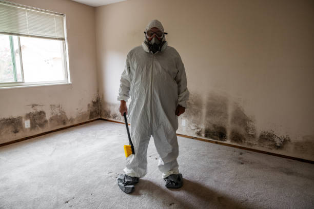 Best Attic Mold Removal  in Forest Meadows, CA