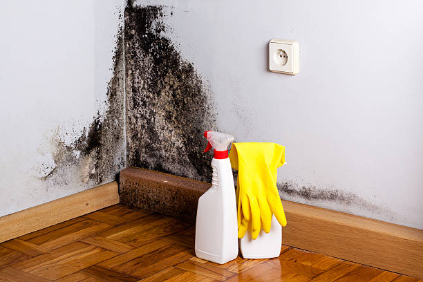 Best Certified Mold Removal  in Forest Meadows, CA
