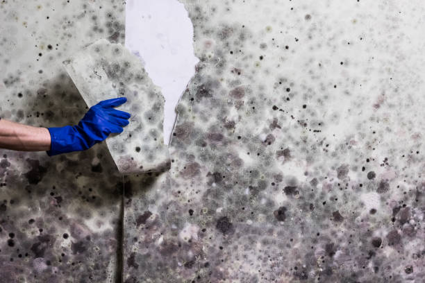 Best Home Mold Removal  in Forest Meadows, CA