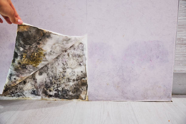 Best Mold Removal Company Near Me  in Forest Meadows, CA